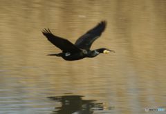 カワウ　池を飛び立つ