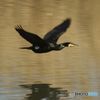 カワウ　池を飛び立つ