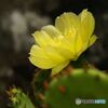 サボテンの花.（1）