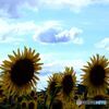 夏雲　と　ひまわり