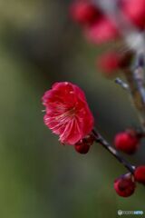 紅梅　町家公園