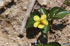 道後山の花・4　ダイセンキスミレ