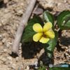道後山の花・4　ダイセンキスミレ