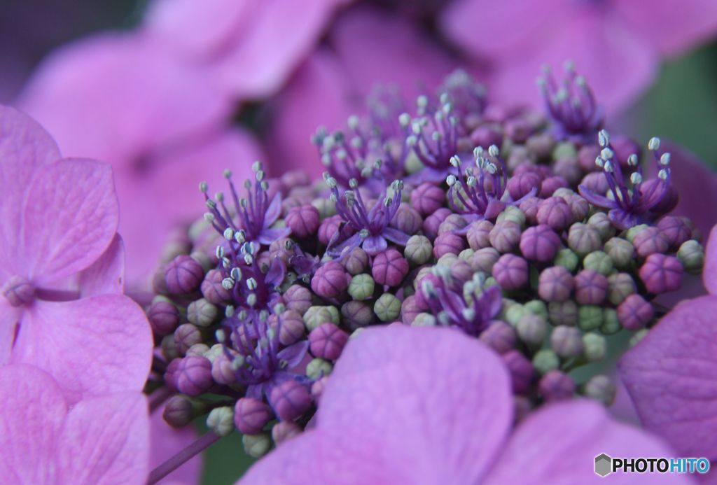 愕は開けど花は・・・・・