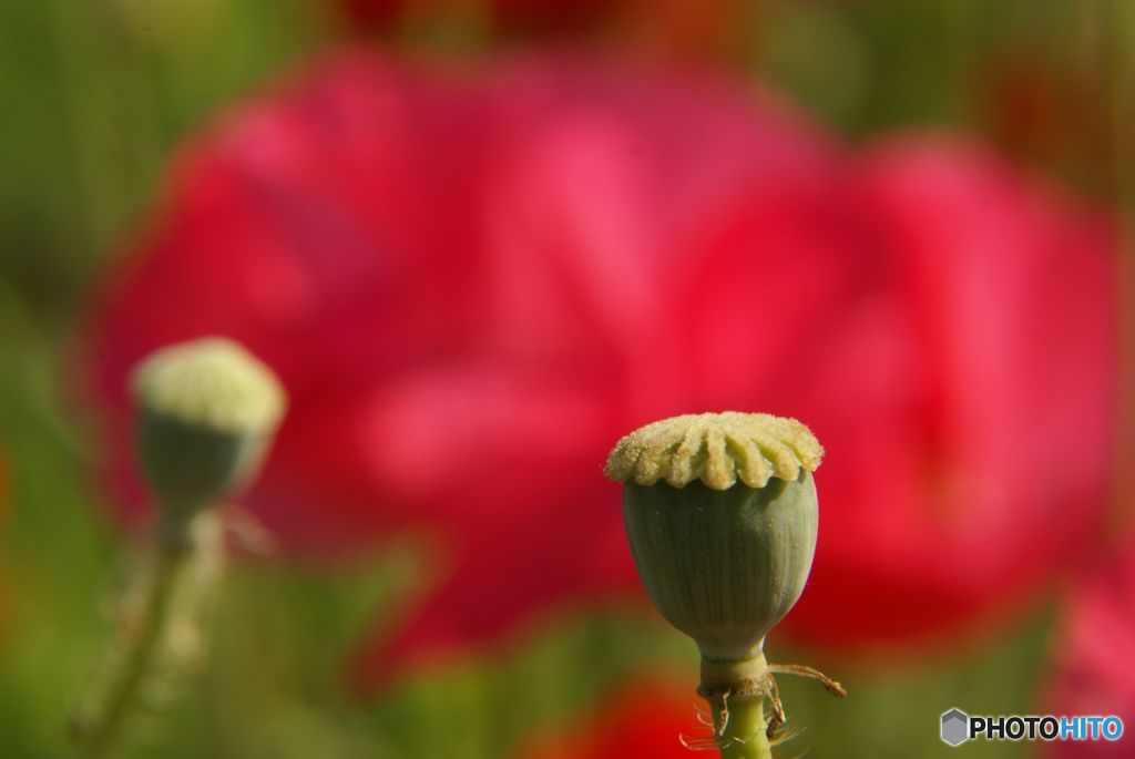 花のあと
