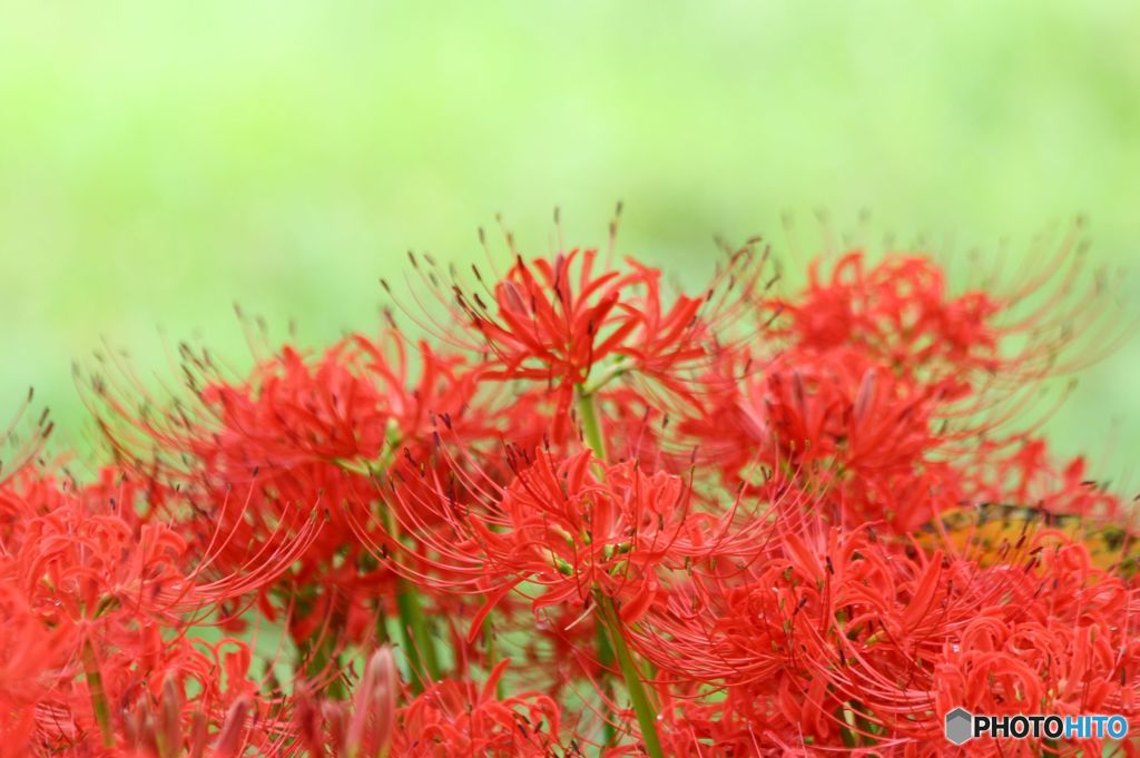 初秋　　　密集する彼岸花