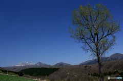 一本木　と　残雪の大山南壁