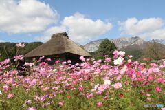 茅葺屋根 コスモス 大山「