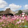茅葺屋根 コスモス 大山