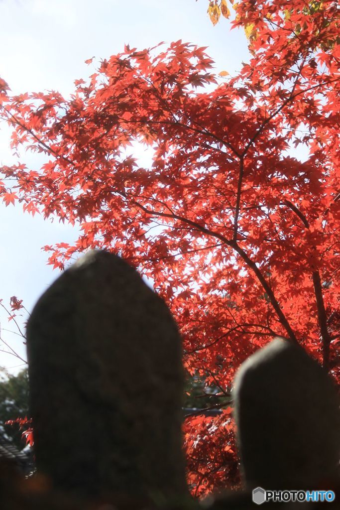 石仏さまも　紅葉を見る