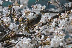 どの花が美味そうかな