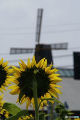 蒜山高原・1　　あれが風車か