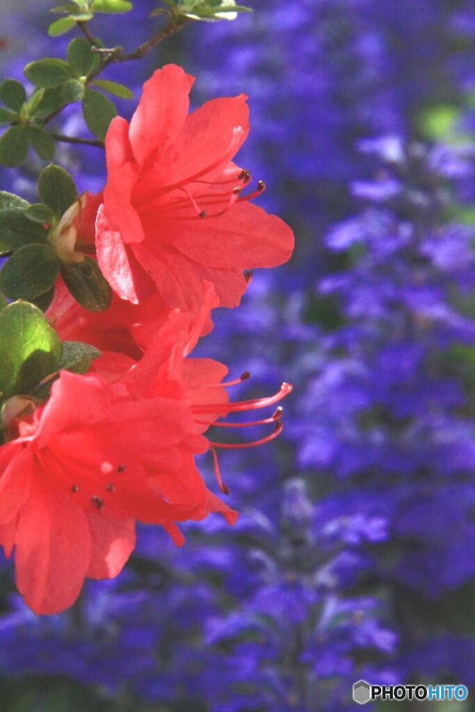 ひと月間rの写真から　　ツツジ　（赤）　