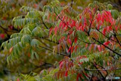 一部紅葉の楡