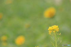 12月です（その２）