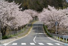 台地の上の　「さくらロード」