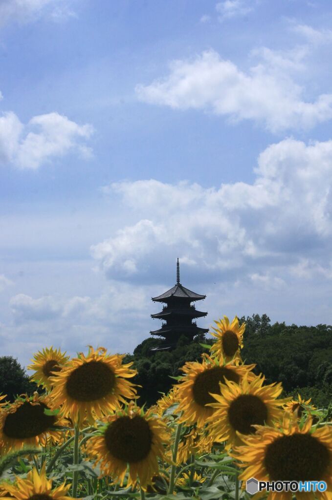 夏　ひまわり　塔　白雲