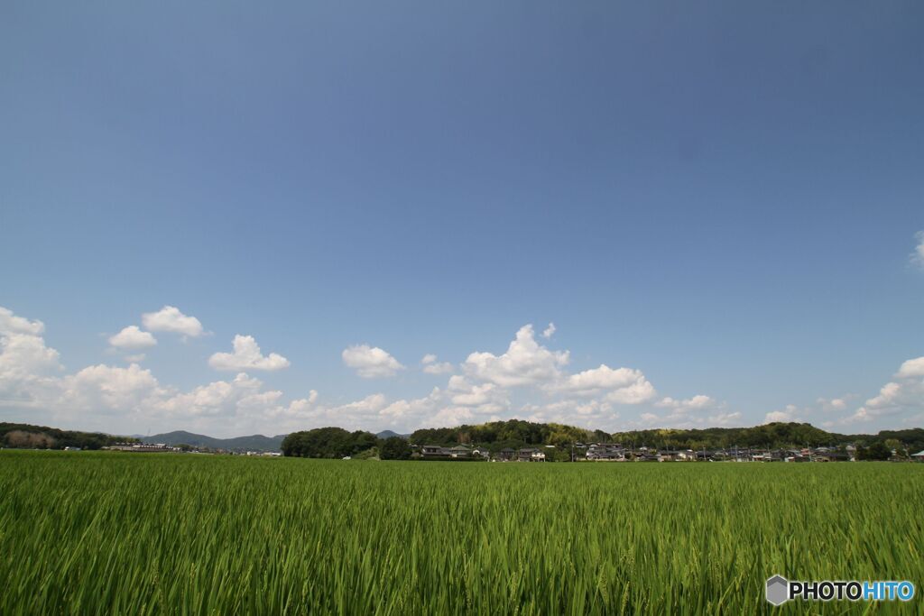 稲と空