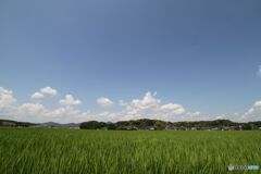 稲と空