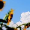 暑かった８月の記憶　白雲