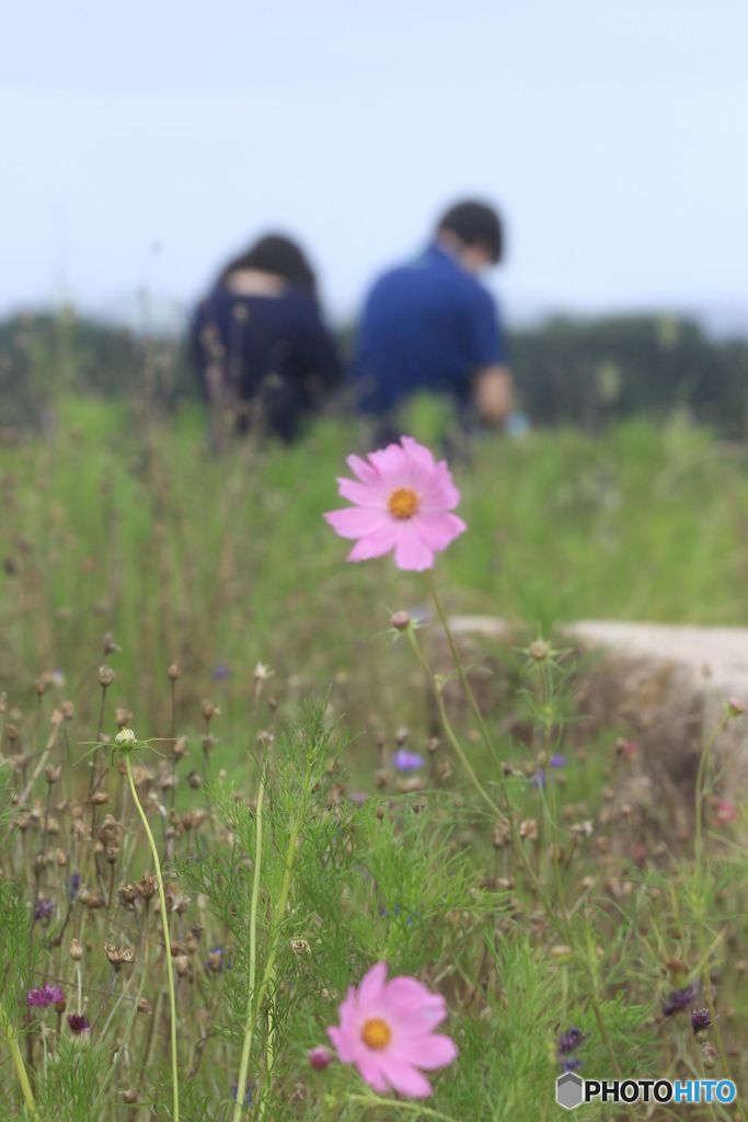 若い二人をバックにコスモス
