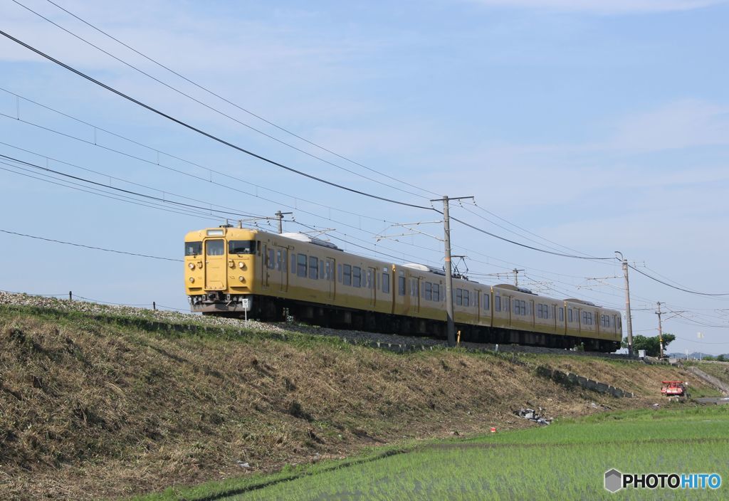 カラシ色