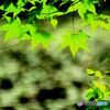 日差しを受けて