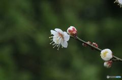 雨降る前に 雨降る前に