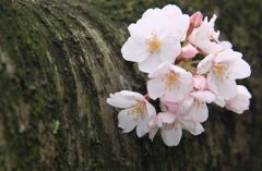 幹に咲く桜花