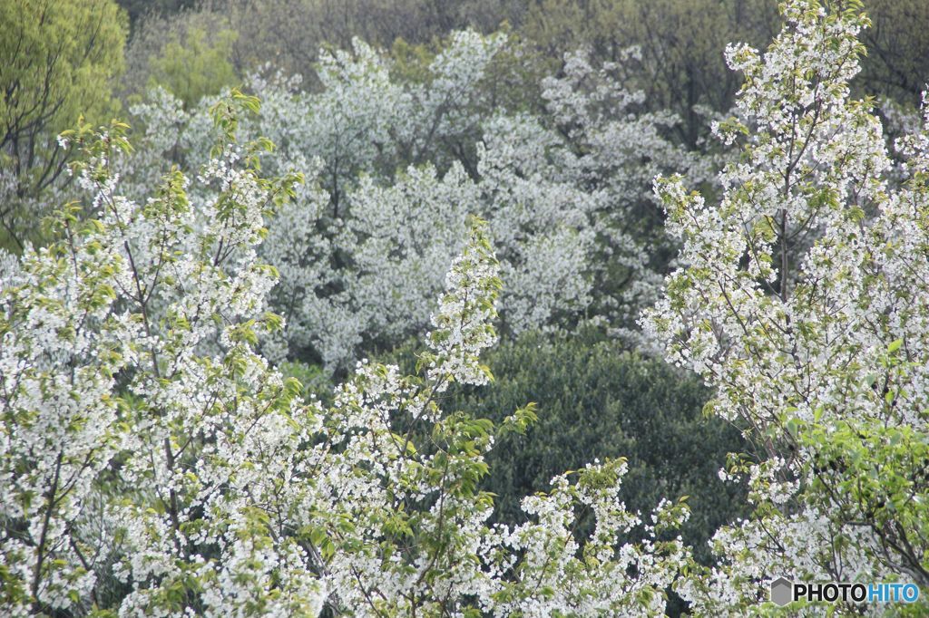 山桜　ふたたび