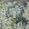 山桜　ふたたび