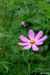 開花したコスモス