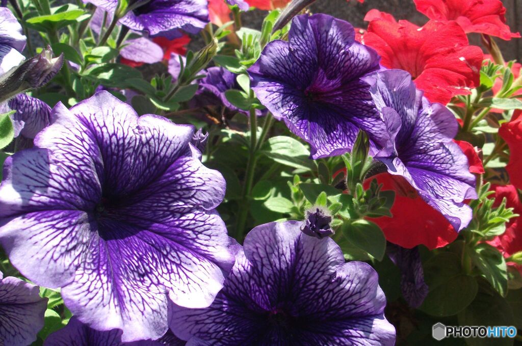 花