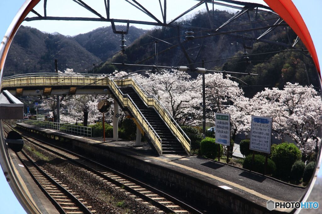 カーブミラーに映る桜