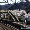 カーブミラーに映る桜