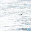 釣り船浮かぶきらめく海面