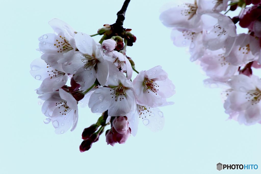 咲はじめの桜