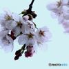咲はじめの桜