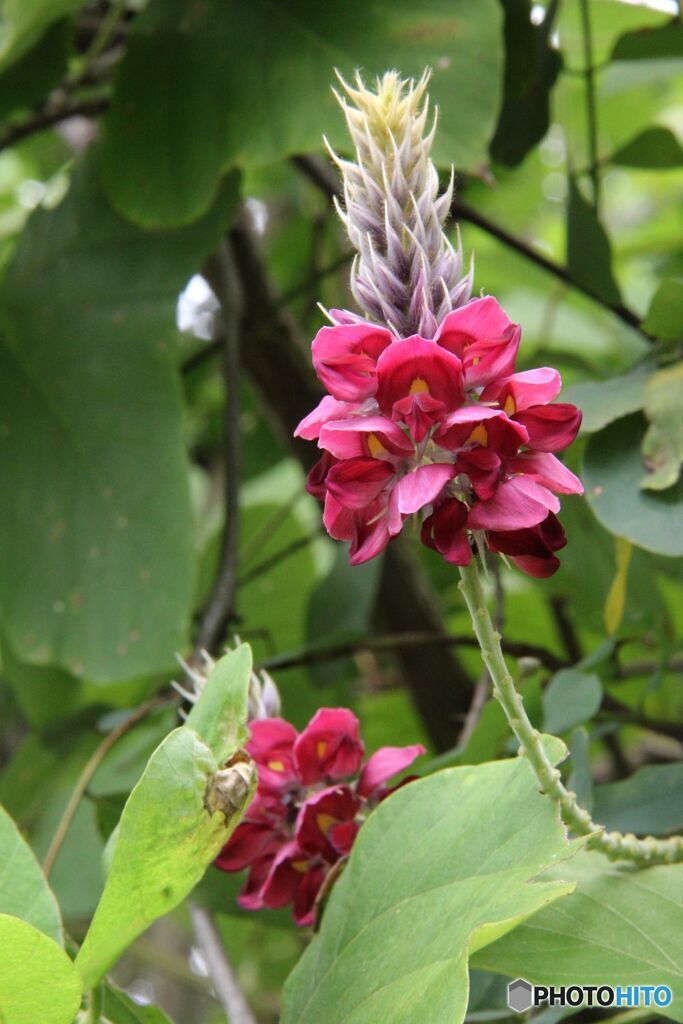 くずの花