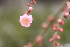 梅シリーズ　咲き始めた枝垂れの紅梅