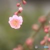 梅シリーズ　咲き始めた枝垂れの紅梅