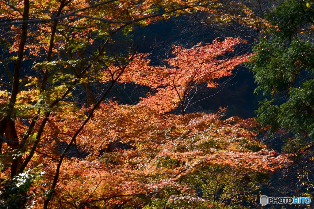 龍頭峡山野峡の中）の紅葉