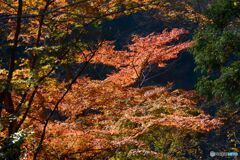 龍頭峡山野峡の中）の紅葉