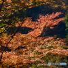 龍頭峡山野峡の中）の紅葉
