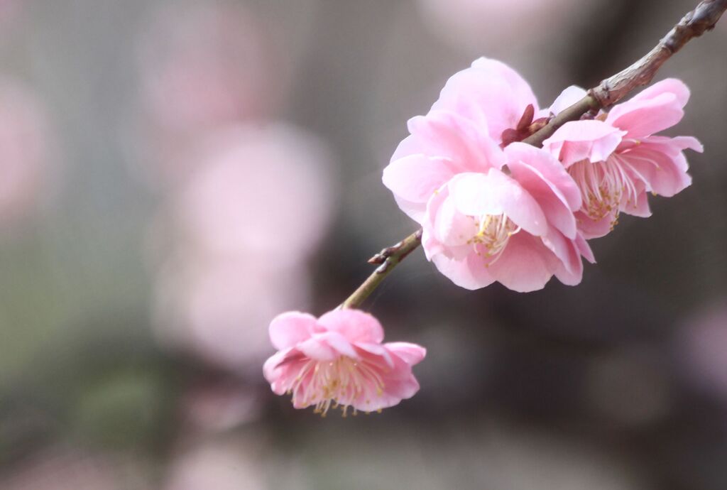 枝垂れ梅（１）