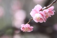 枝垂れ梅（１）