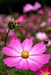 花の命は短くて