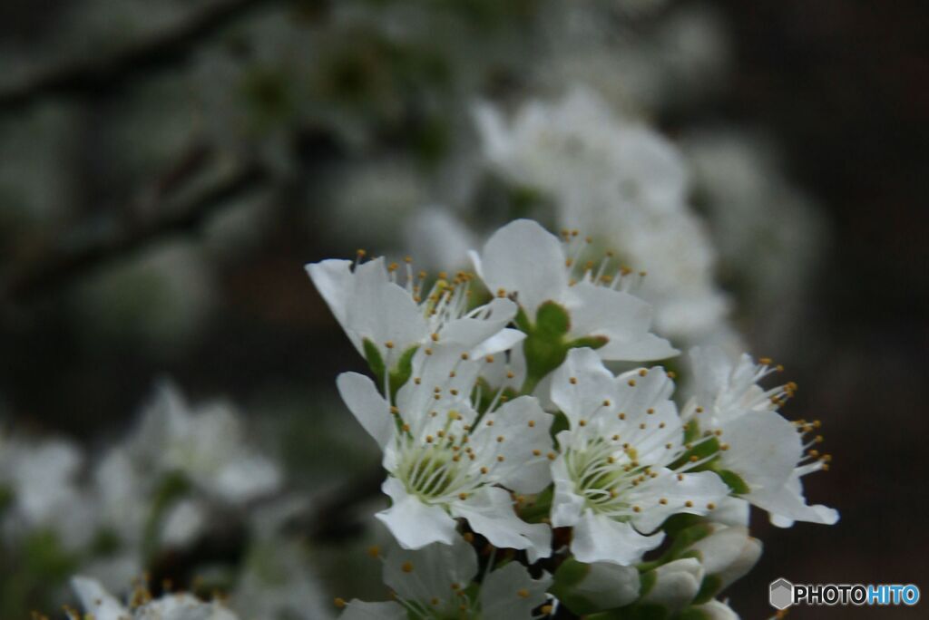 李の花