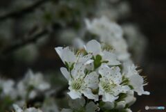 李の花