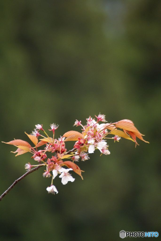 残り花